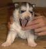 Roxy118.JPG
