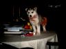 Roxy170.jpg