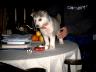 Roxy171.jpg
